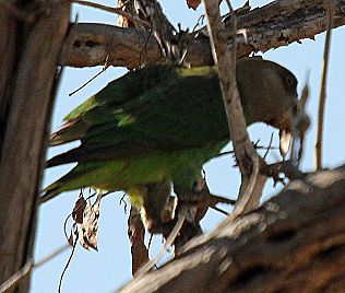 Braunkopfpapagei, Poicephalus crypthoxanthus, Brown Headed Parro